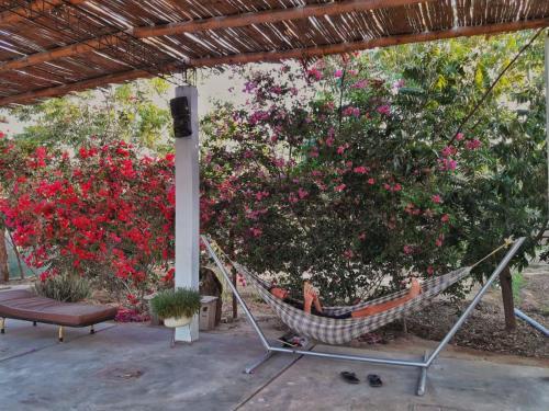 Rio Viejo Ecolodge & Camping
