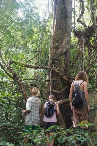 Albergue Treehouses In The Jungle