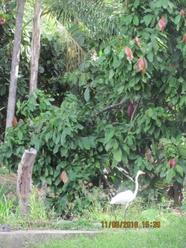 Agroturismo El Cacaotal