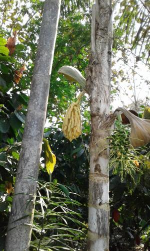 Agroturismo El Cacaotal