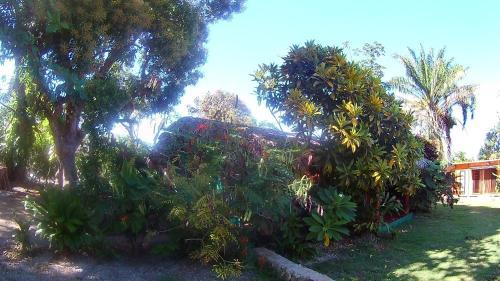 Hostal La Junglita