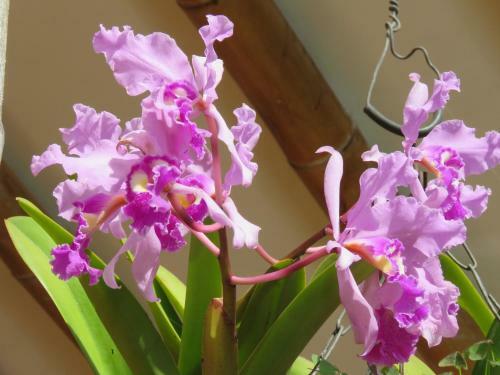 Lodge Finca El Diamante