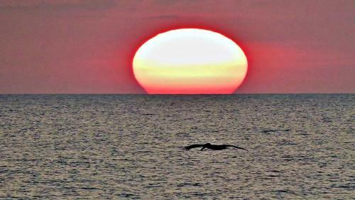 Apartamento Ocean Walk Resort 2-br