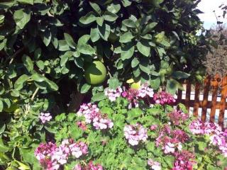 Anna Hotel Apartments