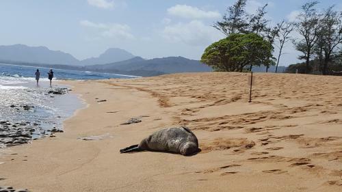 Islander On The Beach #348, Oceanfront