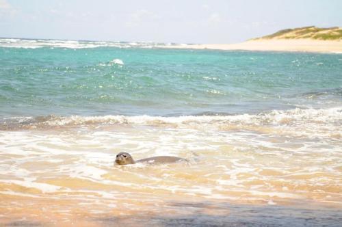 Apartamento Waipouli Beach Condo H403