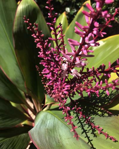 Lodge Maui Garden Oasis