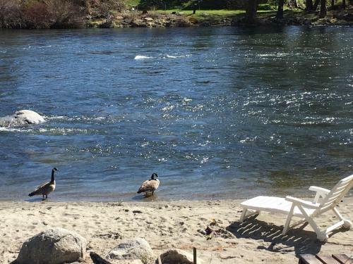 Motel River's Edge Lodge
