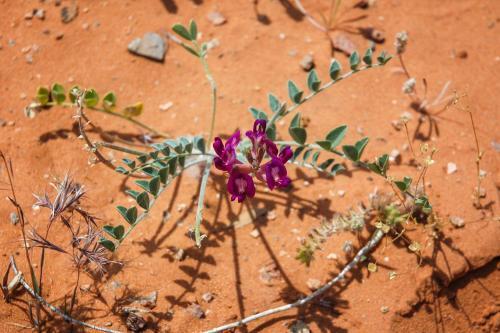 Red Sands Habitation #1