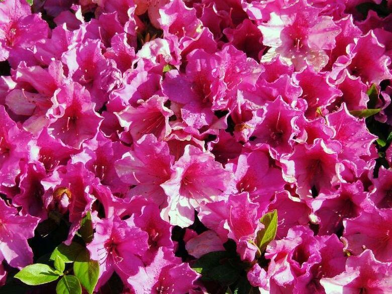 Hotel Hampton Inn West Mobile-bellingrath Gardens