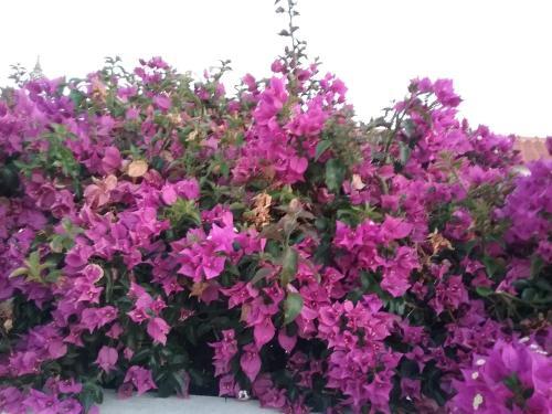 Bed & Breakfast Casa Cereja 'adults Only'