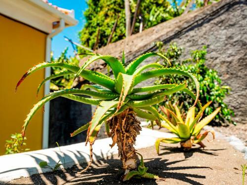 Villa Quinta Girassol By Ourmadeira