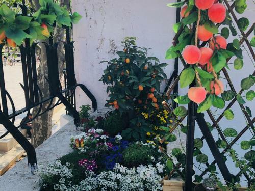 Albergue Cascais Terrace Fruit Point