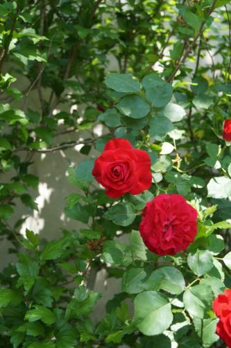Bed & Breakfast Villa Botanique Guesthouse