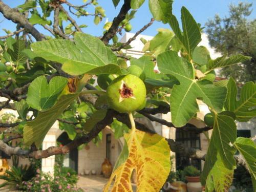 Masseria Asciano