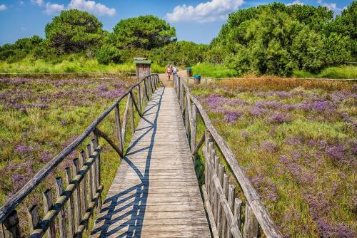 Apartments In Rosolina Mare 24914