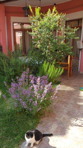 Casa Campidanese - Mare & Tradizioni