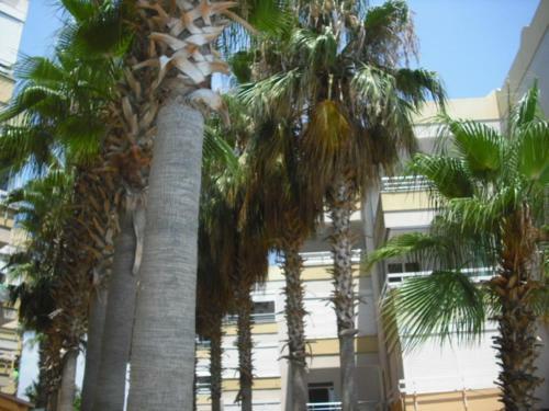 Apartamento Royal Sitesi Avsallar