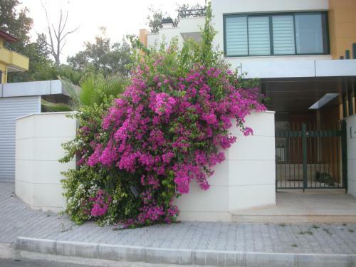 Villa Diva