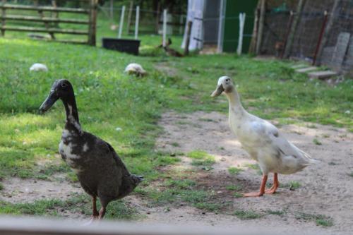 Agroturismo Forstgut St�beckshorn