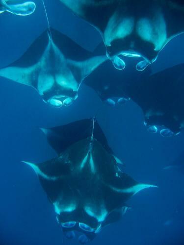 Hotel Milaidhoo Maldives