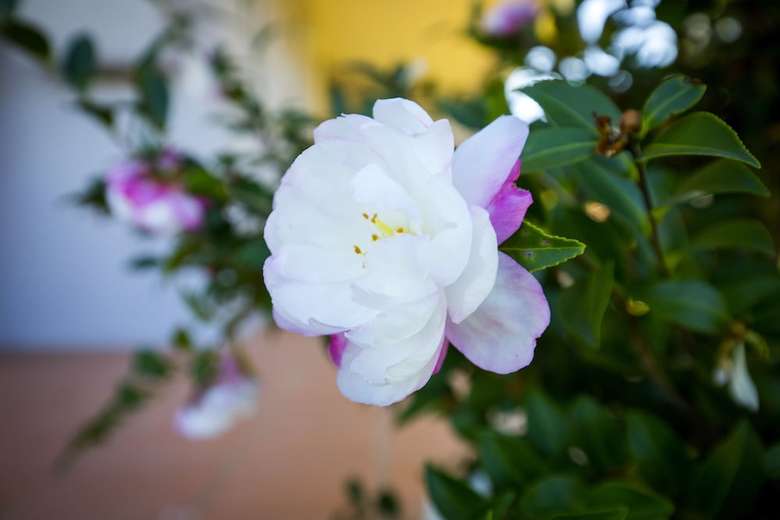 Agroturismo Camellia Cottage