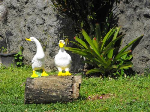 Hotel Pousada Cascata Dos Amores