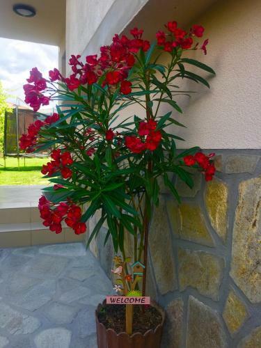 Hostal Villa Murite