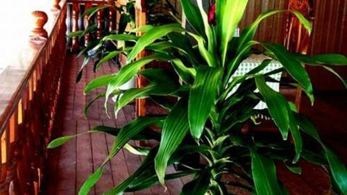 Siem Reap Khmer House