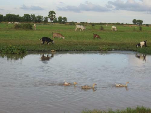 The Siem Reap Countryside Homestay