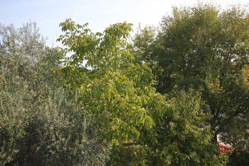 Apartment Funtana 7076b