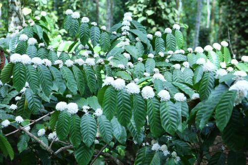 Bed & Breakfast Wayanad Stay
