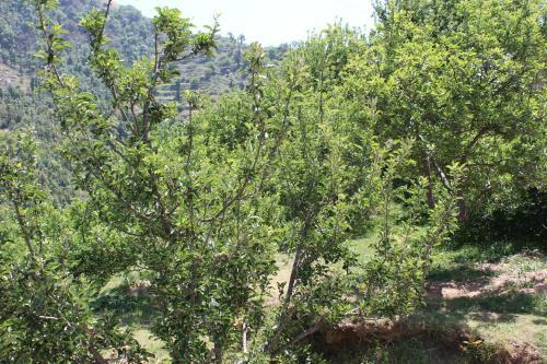 Hostal The Dhanolti Groove Garden