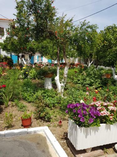 Apartamento Asimina's House