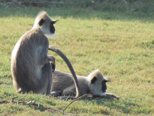 Sarath Home Stay And Safari
