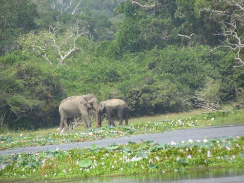 Sarath Home Stay And Safari
