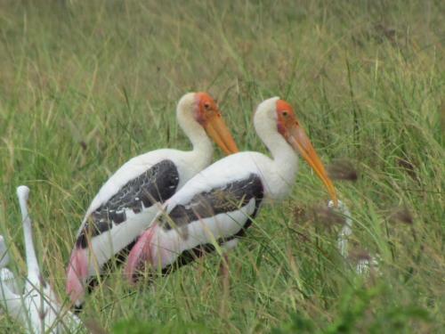 Sarath Home Stay And Safari