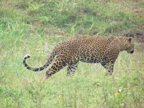 Sarath Home Stay And Safari