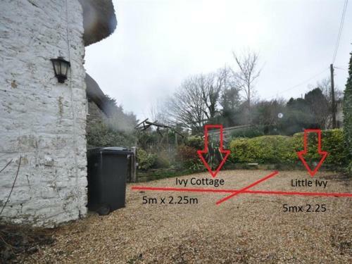 Little Ivy, West Lulworth