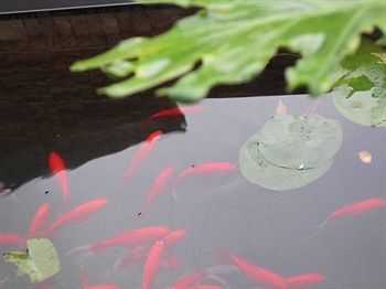 Redwall Jingshan Garden Hotel