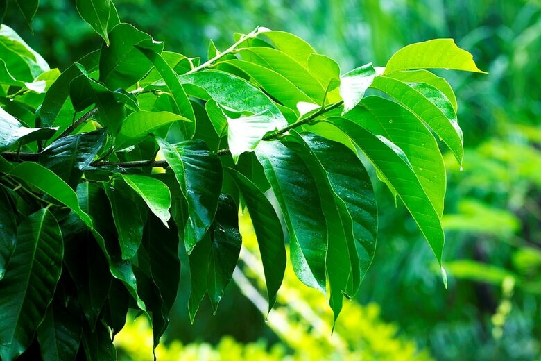 Hotel Romana Resort & Spa