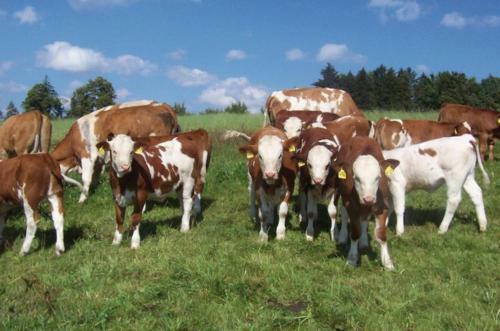 Agroturismo Hofgut Rickersreute