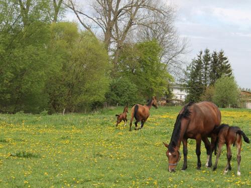 Idyllic Holiday Home In Biendorf Near Forest