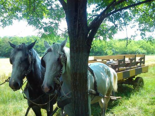 Agroturismo Farm Stay Orlov Put