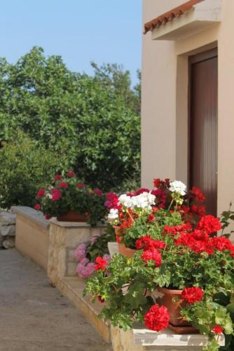 Apartamentos Studio Veli Rat 436a