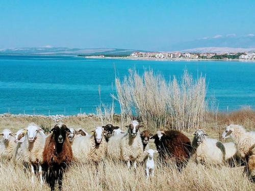 Apartment Ti?i?