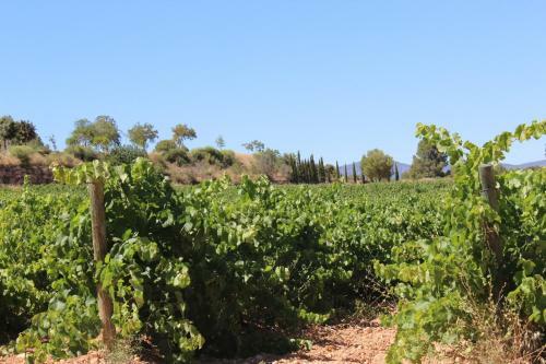 Rocaplana Club De Campo