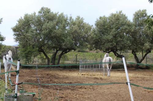 Rocaplana Club De Campo