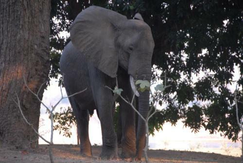 Lodge Zikomo Safari