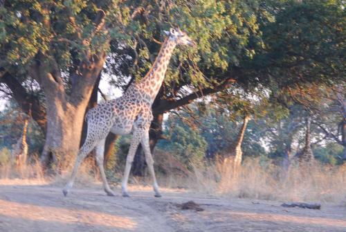 Lodge Zikomo Safari